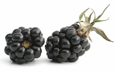 blackberries-md