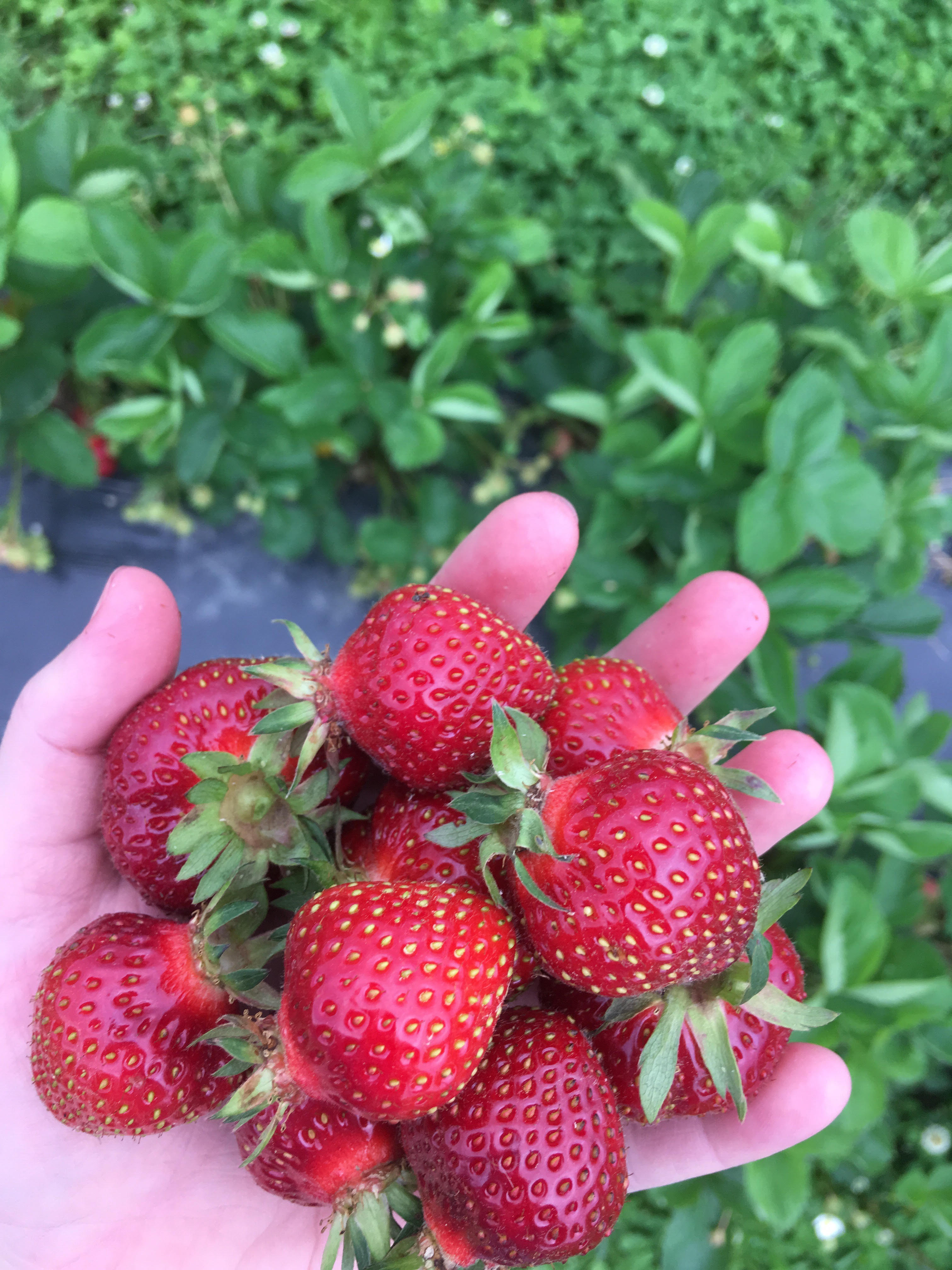 strawberry3