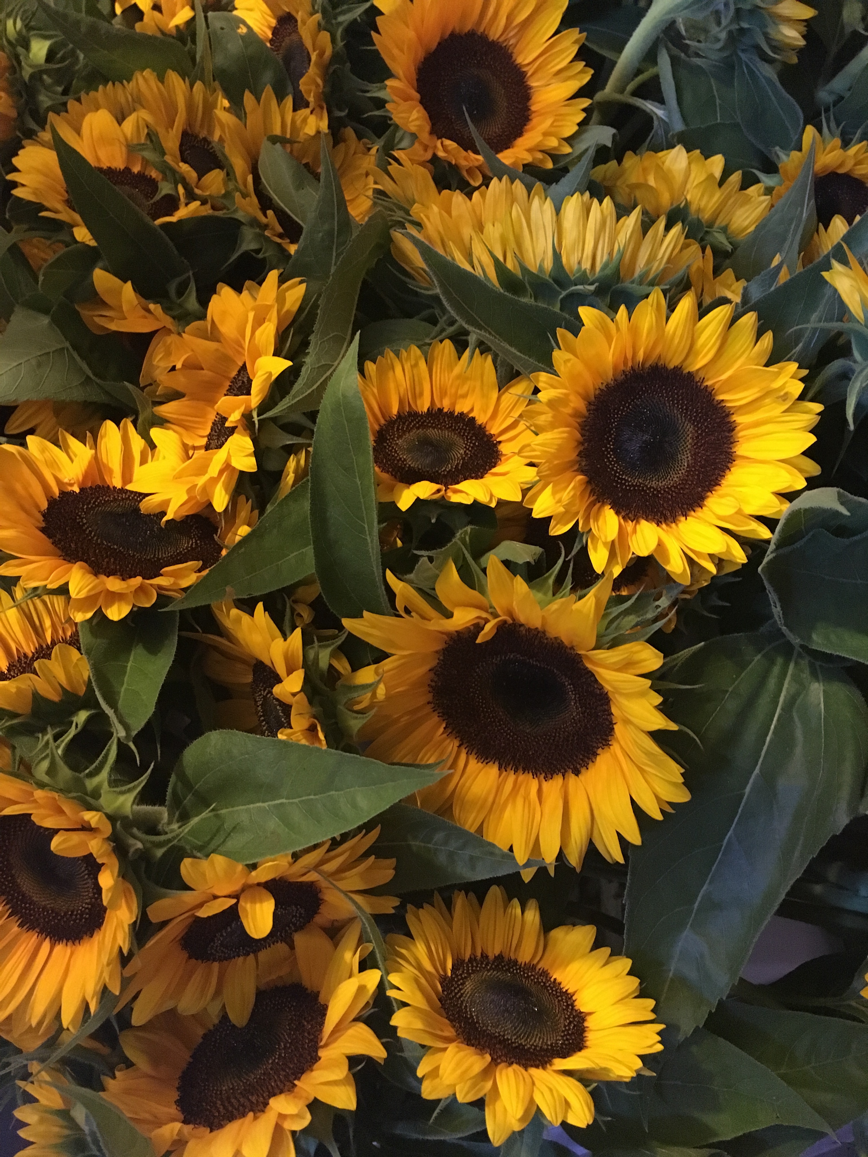 LOCKBRIAR FARMS – 52 of 98